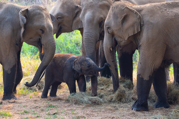 Asia Elephant in Thailand, Elephant mum, baby and relatives eating dry grass in the jungle....