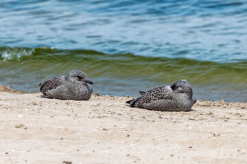 Young Herring gulls, still have wearing fluff, sitting on the beach and waiting for food
