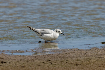 Bonaparte's gull (Chroicocephalus philadelphia) on the shore of lake MIchigan. It is smallest of the gull species.