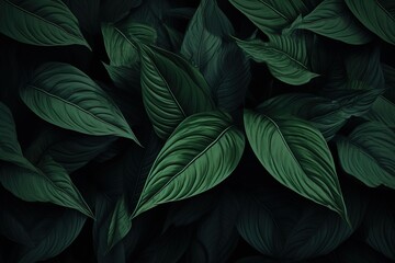 Spathiphyllum cannifolium leaf concept, dark green abstract texture, natural background, tropical leaves in Asia and Thailand