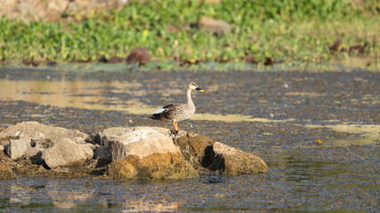 indian spot billed duck standing on a rock