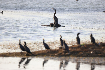 A snake bird sitting still 