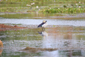 comb duck standing in a pond