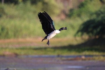 knob billed duck on flight