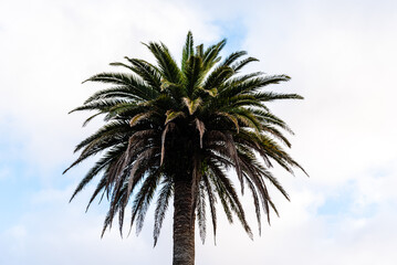 Fototapeta na wymiar Low angle view of palm tree in Terceira Island, Azores