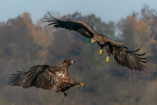 A pair of battling White tailed eagles (Haliaeetus albicilla) appear to be performing karate mid-air. Poland, europe. Fighting eagles. National Bird Poland.           