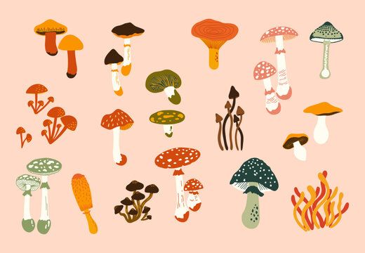 Set of cute mushrooms vector illustrations. Collection of different types of shrooms. Autumn fungi pictures set, seasonal elements. Forest poison and food mushrooms. Fly agaric, amanita, cordyceps