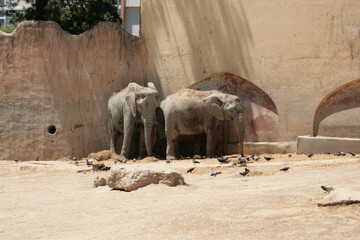 Elephant close up portrait, wild animal life, huge mammal