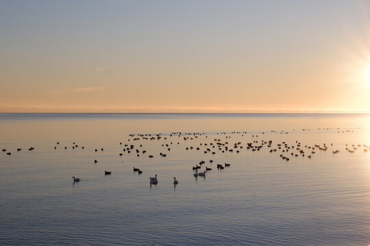 Birds on the Lake at sunset