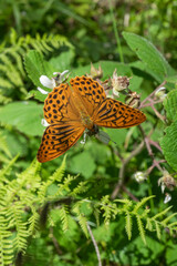 paillon jaune orange et noir sur une fleur, Arguynnis paphia
