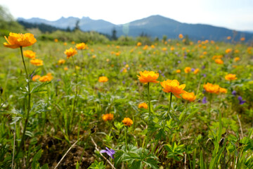 green summer meadow at the mountains background. Valley of orange flowers. Spring blooming landscape