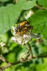 Coléoptères noir et jaune, Strangalia maculata