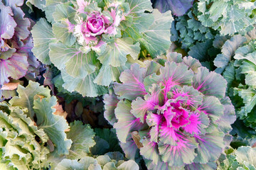 Decorative cabbage (Brassica oleracea) of faded green and purple colours growing outside on the flowerbed as a part of urban decoration. 