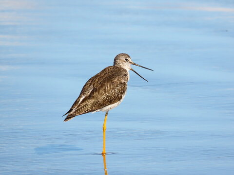 Ma&ccedil;arico grande de perna amarela com a boca aberta. Greater Yellowlegs (Tringa melanoleuca)