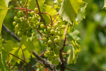 Vigne vignoble du cote de Niort