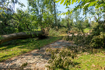Naklejka premium Storm damages in the park . Fallen trees and closed roads and tracks . Sturmschaden im Park . Gesperrte Straßen und Wege