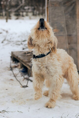 Dog howls and barks. Winter season.