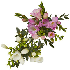 Spring wildflowers in full bloom that are amazing Polygala myrtifolia flower cut out isolated transparent background .