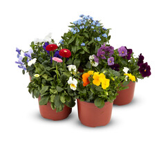 Flower Pansy Fragrant flowers, frost resistant, spring, autumn, winter cut out isolated transparent background