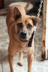 A lonely cute brown dog sitting on yard with blurry background