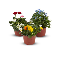 Flower Pansy Fragrant flowers, frost resistant, spring, autumn, winter cut out isolated transparent background