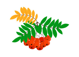 Rowan twig with leaves isolated vector illustration on white background