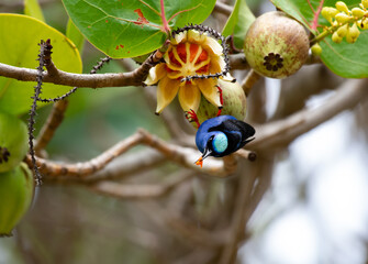 Tropical blue bird hanging on a branch eating seeds in a tree in the forest.
