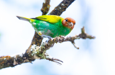 Close up of a Bay-headed Tanager on a mossy branch in the rainforest.