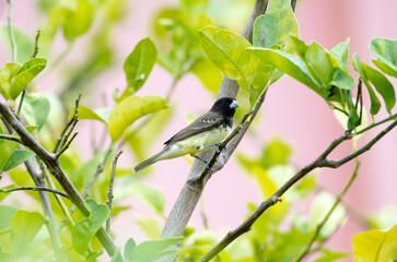Yellow Seedeater perching in a citrus tree in a Caribbean garden.