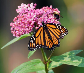 A female Monarch butterfly (Danaus plexippus) and a Bumblebee (Bombus) share a flower on a Swamp Milkweed (Asclepias incarnata) 