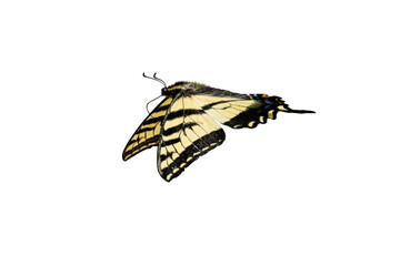 Western Tiger Swallowtail (Papilio rutulus) Photo, in Flight, on a Transparent Background - 625236658