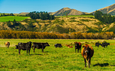 Herd of cows, animal husbandry in New Zealand Dairy Farm