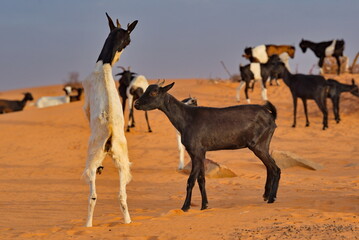 West Africa. Mauritania. Young goats of a small herd, rising high on their hind legs, sort things out on a pasture in the Sahara Desert.