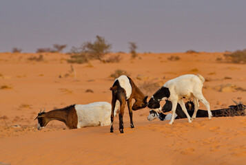 West Africa. Mauritania. Young goats of a small herd, rising high on their hind legs, sort things out on a pasture in the Sahara Desert.