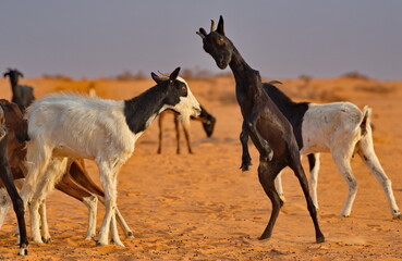 West Africa. Mauritania. Young goats of a small herd, rising high on their hind legs, sort things out on a pasture in the Sahara Desert.