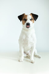 Cute happy Jack Russell Terrier dog showing tongue  on white background. White Dog Sticks Out Pink...