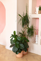 Green ficus plants in terracotta pots in the living room. Ficus elastica plant plant (rubber tree, black ficus, black prince) planted in ceramic pot in interior at home. Houseplant care concept.	