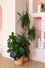 Green ficus plants in terracotta pots in the living room. Ficus elastica plant plant (rubber tree,...