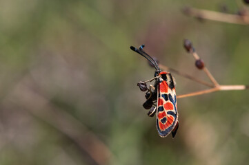 Naklejka premium Zygaena fausta - Auspicious Burnet - Zygène de la petite coronille