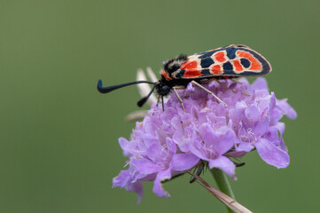 Zygaena fausta - Auspicious Burnet - Zygène de la petite coronille