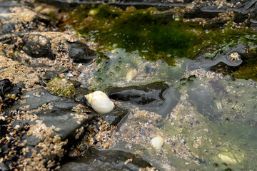 White dog whelk , limpets, barnacles and dahlia anemones