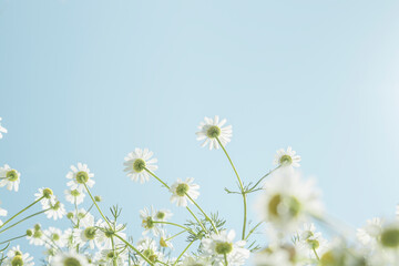 Gentle white spring flowers against blue clean sky