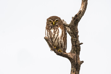 Ferruginous Pygmy owl, Glaucidium brasilianum, Calden forest, La Pampa Province, Patagonia, Argentina.