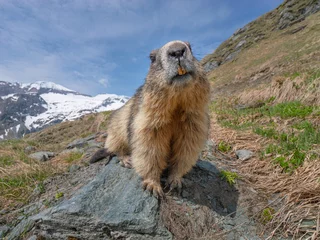 Murmeltier in den Alpen © artepicturas
