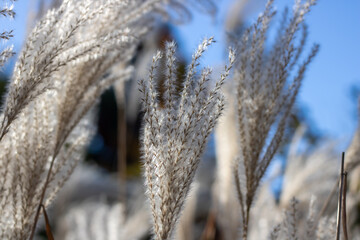 White pampas grass in autumn botanical garden. Spikelets of сortaderia selloana growing in park. Fluffy panicles used to flower arrangements and landscape design. Herbaceous plant species of cereals.