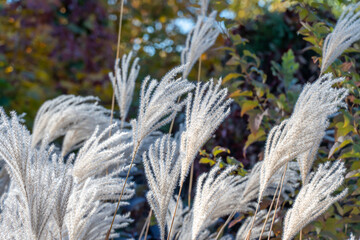 White pampas grass in autumn botanical garden. Spikelets of сortaderia selloana growing in park. Fluffy panicles used to flower arrangements and landscape design. Herbaceous plant species of cereals.