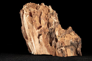 Tree trunk damaged by odorous woodworm caterpillar
