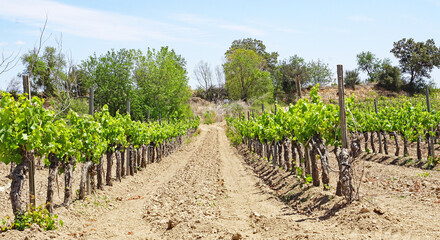 Fototapeta na wymiar Terreno agrícola de viñas en la zona del Penedés, barcelona, Catalunya, España, Europa 