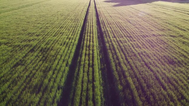 Aerial footage over a field covered with fluffy grass. Slow motion. 4k