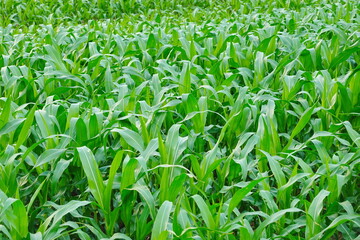 Green corn field at summer, closeup of corn field. Nature background